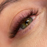 6D Third Generation Browns Volume Fans - LashBase Inc